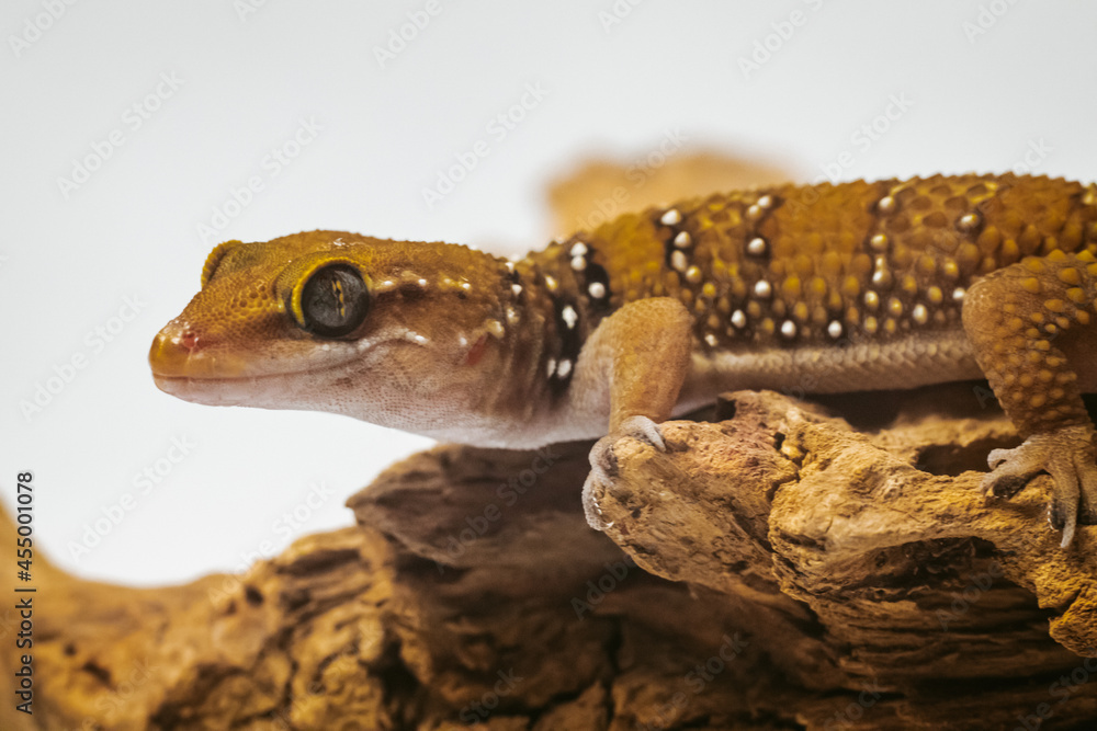 Obraz premium exotic pet termit gecko Hemidactylus triedrus on a branch on a white background