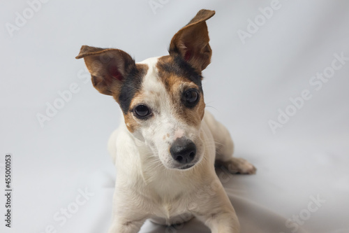 dog breed jack russell terrier on a white background © Ami_Atari
