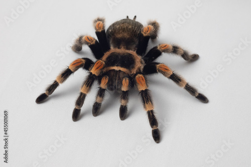 exotic pet spider tarantula isolated Brachypelma smithi on white background