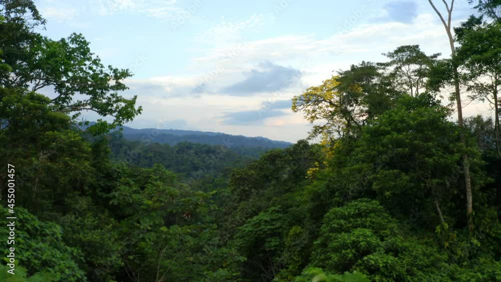 Aerial nature background of a tropical forest: flying along the yellow flowers in the tree crows, revealing a vast rainforest in the Amazon of South America Aerial nature background of a tropical forest: flying along the yellow flowers in the tree crows, revealing a vast rainforest in the Amazon of South America
