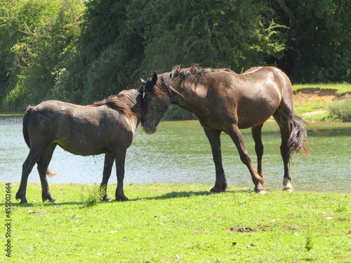 Horse and Foal