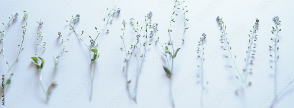 Fototapeta premium 野草を並べた背景