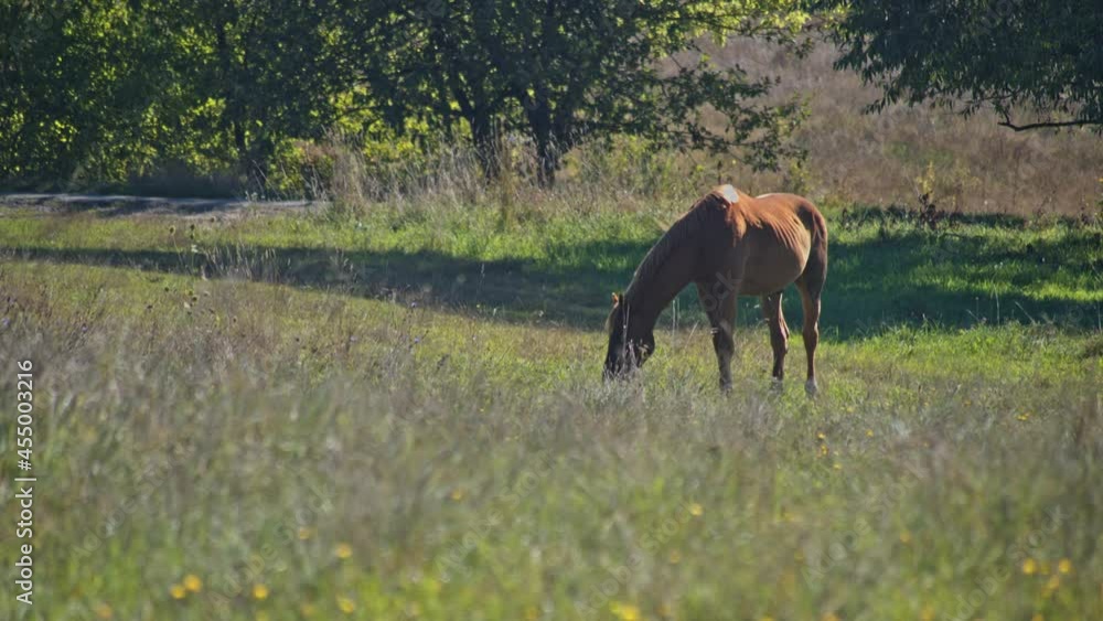 Beautiful horse is eating grass Beautiful horse is eating grass