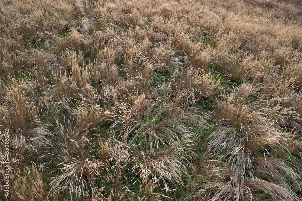 Dry yellow grass in the meadow. Dry yellow grass in the meadow.