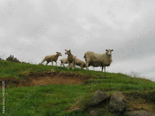 Sheep among the Clouds