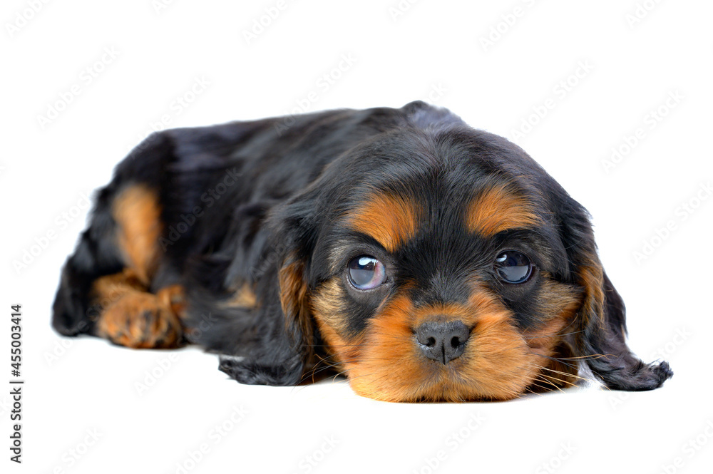 A spaniel puppy lies on a white background, sad and looks away