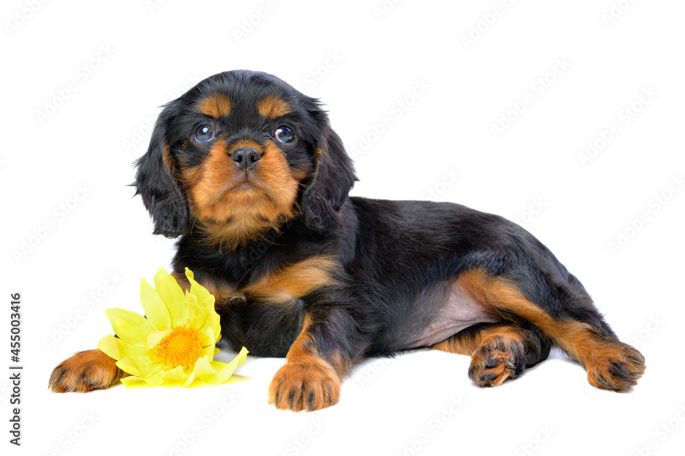A spaniel puppy is lying on a white background, hugged a yellow flower, raised its muzzle and looks