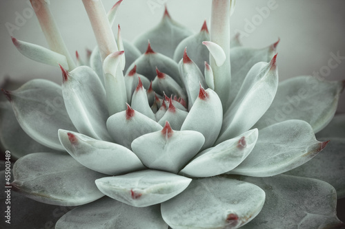 Succulent plant on light background. Rosette of pastel sky-blue echeveria with red tips. High-quality photo