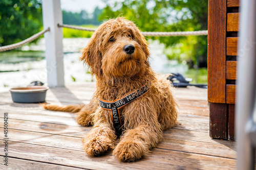wet golden doodle dog on a boat