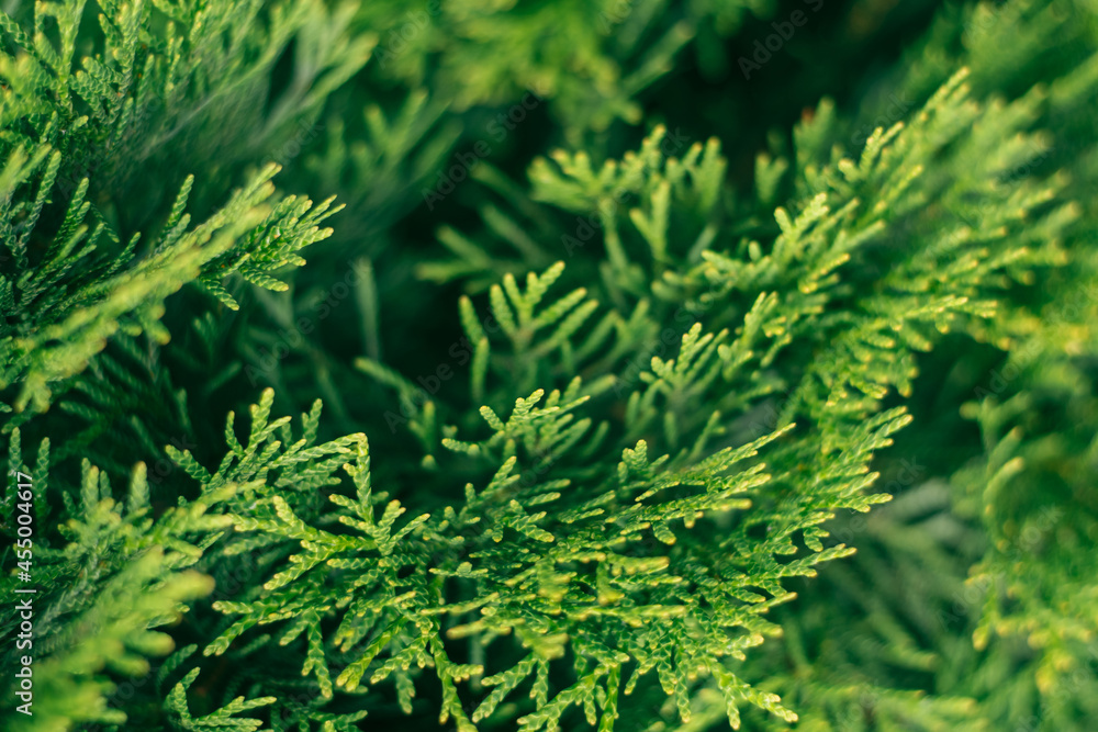 Creative partially blurred background of green thuja branches, copy space