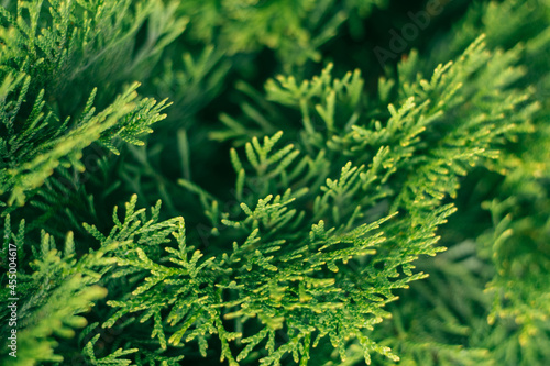 Creative partially blurred background of green thuja branches  copy space