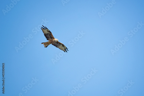 osprey in flight in the sky