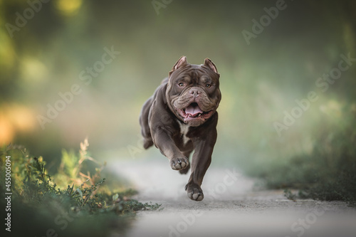 A young chocolate American Bully running on a sandy path among the green grass and looking directly into the camera against the backdrop of a bright summer landscape. The mouth is open photo