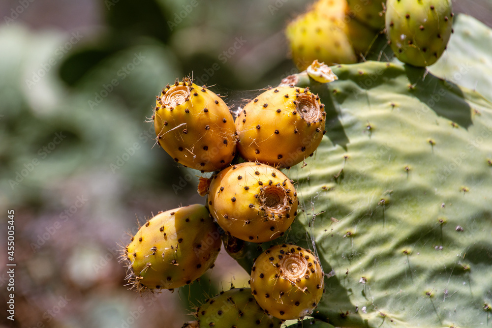 Opuntia ficus-indica pertenece a la familia Cactaceae Opuntia ficus-indica pertenece a la familia Cactaceae
