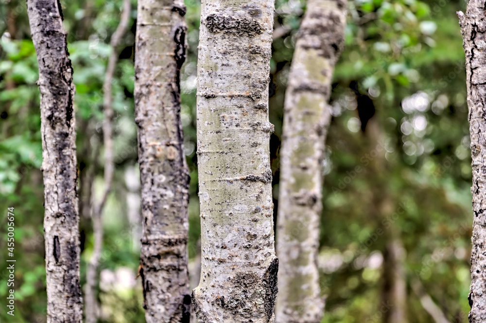 Close up of birch trees in rural Alberta Close up of birch trees in rural Alberta