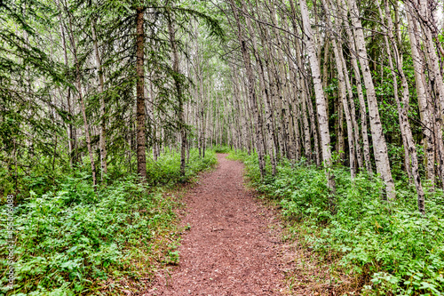 Trees and pathways along the South Saskatchewan River in Rocky Mountain House Alberta 