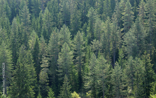 fir tree forest background