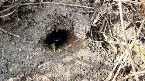 a cricket coming out of the hole photo