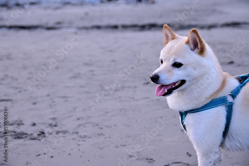 dog in beach
