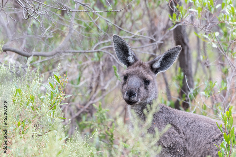 Portrait of a kangaroo in grasslands of South Australia Portrait of a kangaroo in grasslands of South Australia