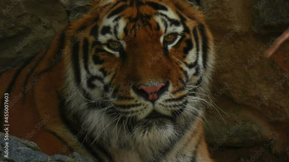 Portrait of a large bengal tiger. Look into the camera. Close-up tiger looking ahead and waving his ear. Colorful tiger turns his head aggressively looks. Close-up eyes of the Tiger. Portrait of a large bengal tiger. Look into the camera. Close-up tiger looking ahead and waving his ear. Colorful tiger turns his head aggressively looks. Close-up eyes of the Tiger.