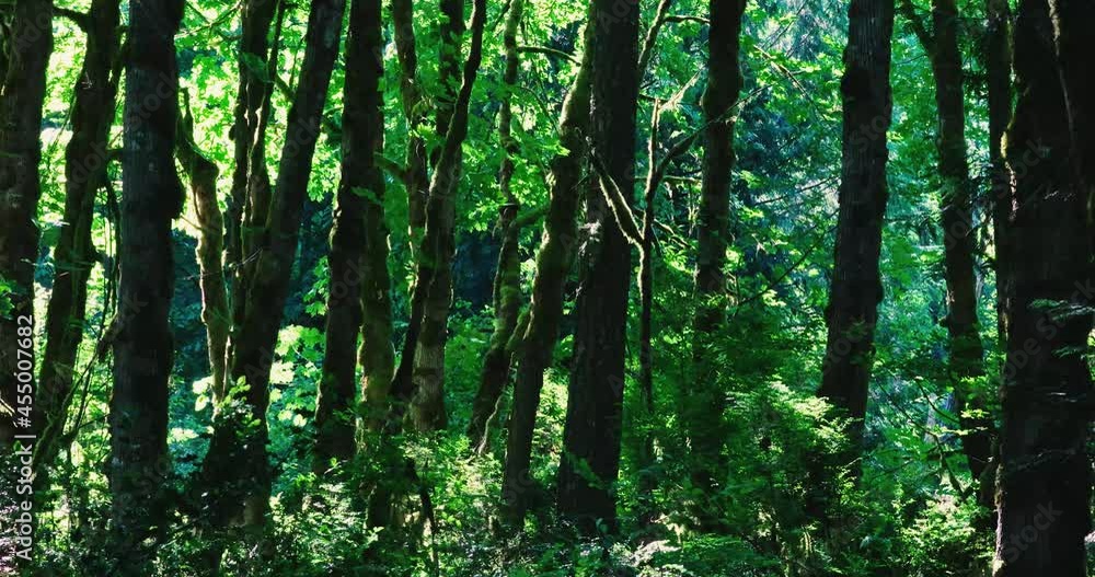 dark forest with bright sun peircing through dark forest with bright sun peircing through