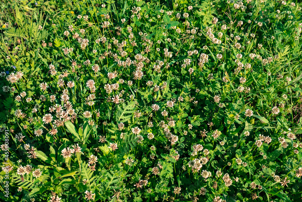Clover flowers on green meadow in summer, top view. Background from clovers flowers in grass. Natural background from clovers flowers. Medicine herbs Clover flowers on green meadow in summer, top view. Background from clovers flowers in grass. Natural background from clovers flowers. Medicine herbs
