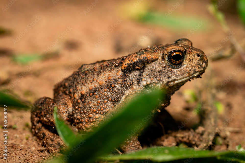 Obraz premium European toad
