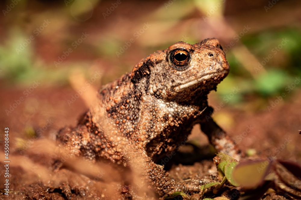 Obraz premium frog on the ground