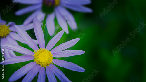 Tahoka daisy in bloom with copy space