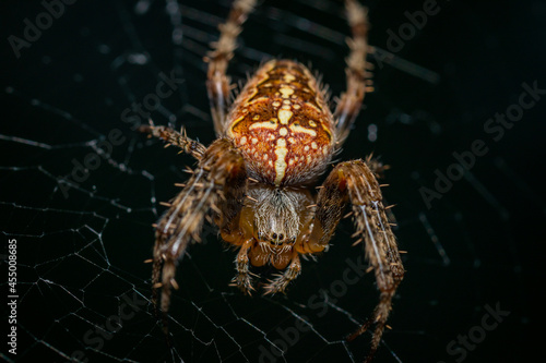 A garden spider © Björn Bartsch