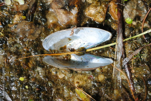 Freshwater mussel shell open on a pond shore