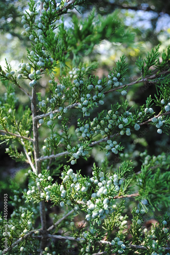 Juniperus virginiana, or eastern red cedar, gone to seed at the end of the summer. Juniperus virginiana, or eastern red cedar, gone to seed at the end of the summer.