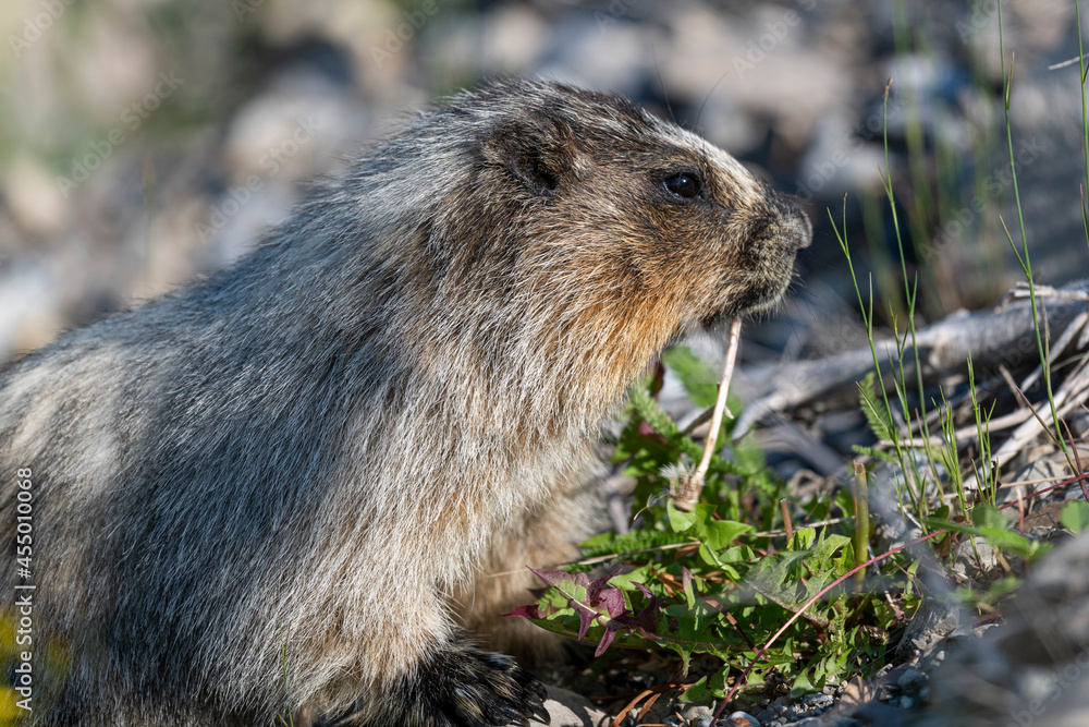 Hoary marmot (Marmota caligata), Spray Lakes Provincial Park, Kananaskis Country, Alberta, Canada. Hoary marmot (Marmota caligata), Spray Lakes Provincial Park, Kananaskis Country, Alberta, Canada.