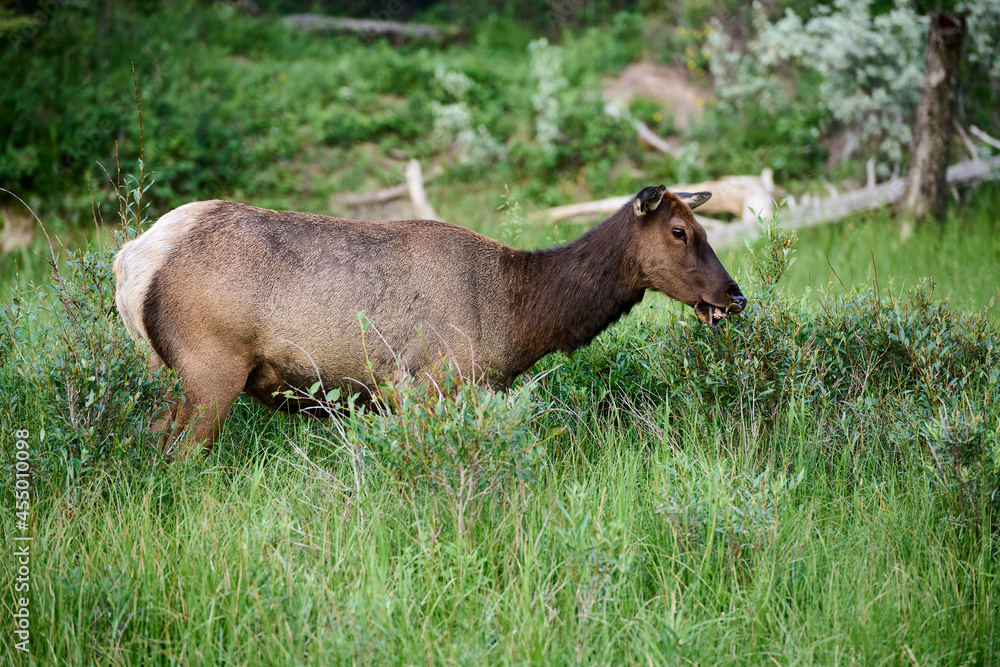 Elk (Red deer) (Wapiti), (Cervus elaphus), Higashikawa Friendship Trail, Canmore, Alberta, Canada.