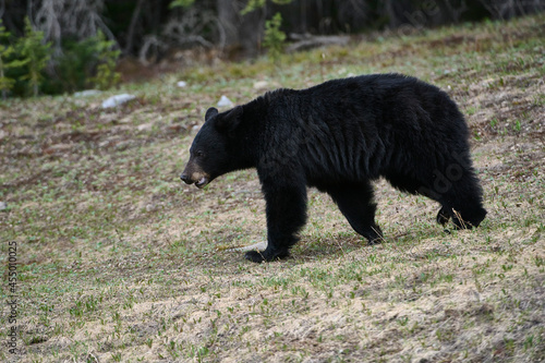 Young Grizzly bear (Brown bear) (Ursus arctos), Peter Lougheed Provincial Park, Kananaskis Country, Alberta, Canada