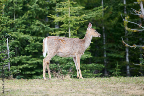 Fototapeta Naklejka Na Ścianę i Meble -  White-tailed deer (Odocoileus virginianus), Spary Lakes Provincial Park, Kananaskis Country, Alberta,