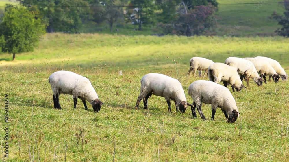 Rural countryside farm with sheep grazing on grass on hill pastoral landscape in Monterey and Blue Grass, Highland County, Virginia Rural countryside farm with sheep grazing on grass on hill pastoral landscape in Monterey and Blue Grass, Highland County, Virginia