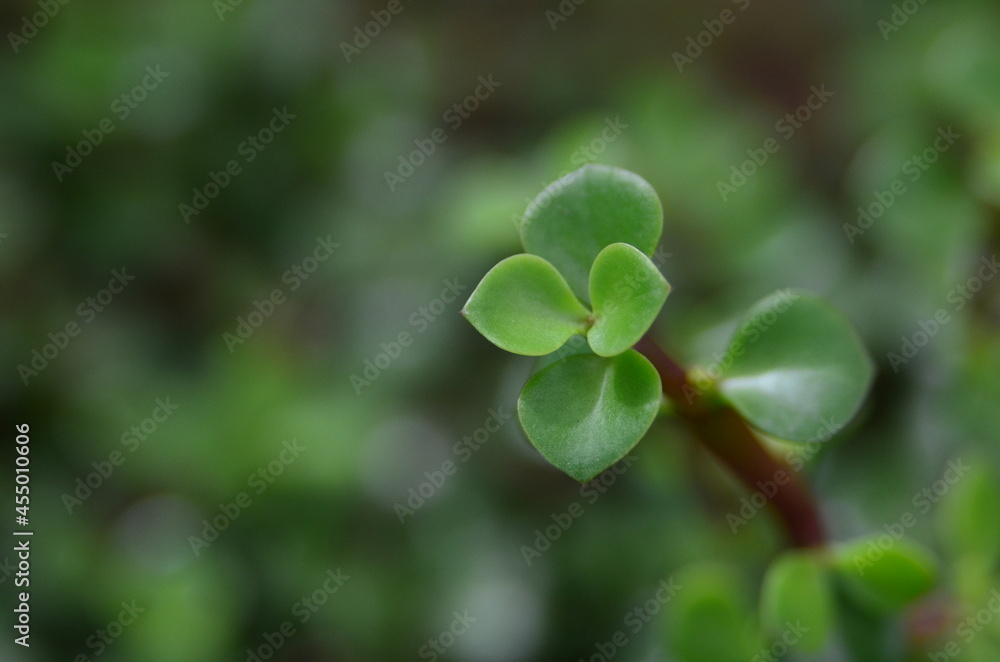 FLOR FLOR