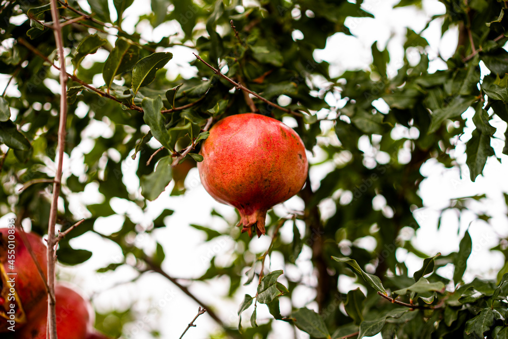 Ripe Pomegranate Waiting to be Plucked from Tree Summer Ripe Pomegranate Waiting to be Plucked from Tree Summer