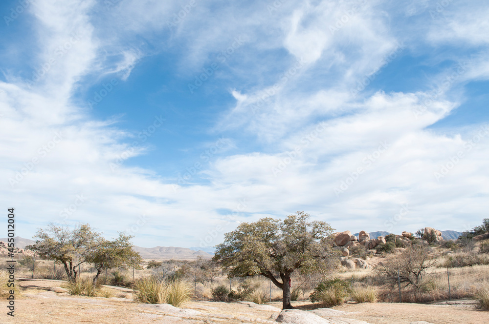 tree in the desert