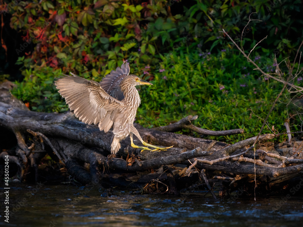 Juvenile Black-crowned Night Heron landing on log along river bank with green water