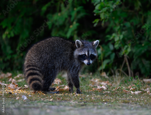 Young raccoon kit standing on grass, closeup portrait in summer