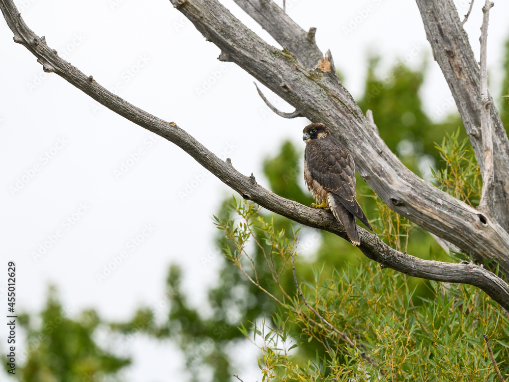 Peregrine Falcon sitting on dead tree branch against green tree background Peregrine Falcon sitting on dead tree branch against green tree background