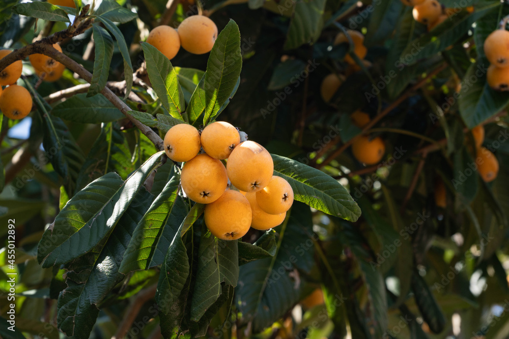 Fruit of loquat - Eriobotrya japonica - has become in Fukuoka city, JAPAN.