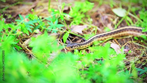 Closeup of small ribbon garter snake on garden ground with foliage green leaves in summer at Virginia flicking, smelling with tongue photo