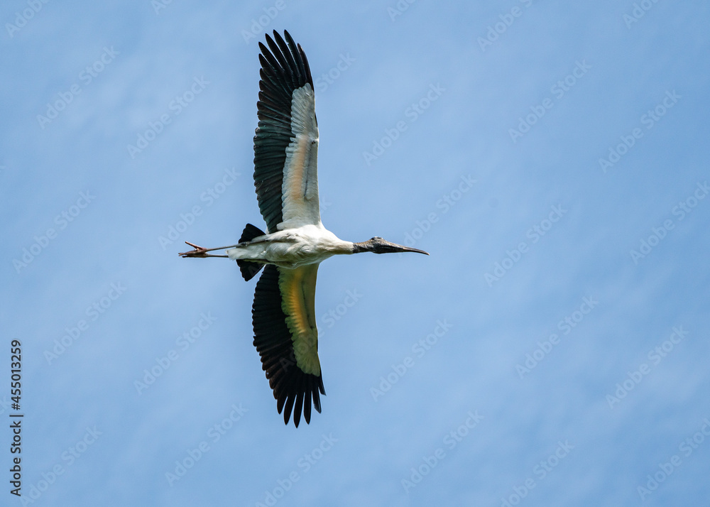 Obraz premium Wood Stork flying over rookery at Harris Neck wildlife sanctuary in Georgia.