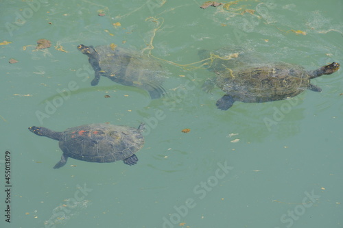 turtle in the river