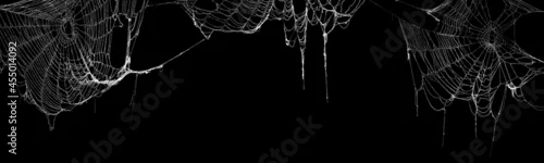 Obraz Real creepy spider webs hanging on black banner