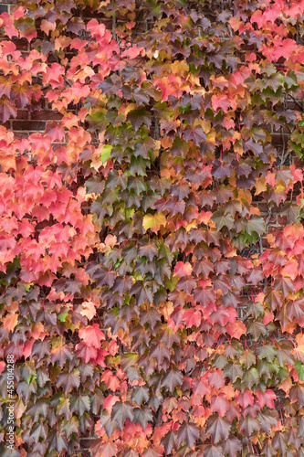Climbing vines on wall in fall